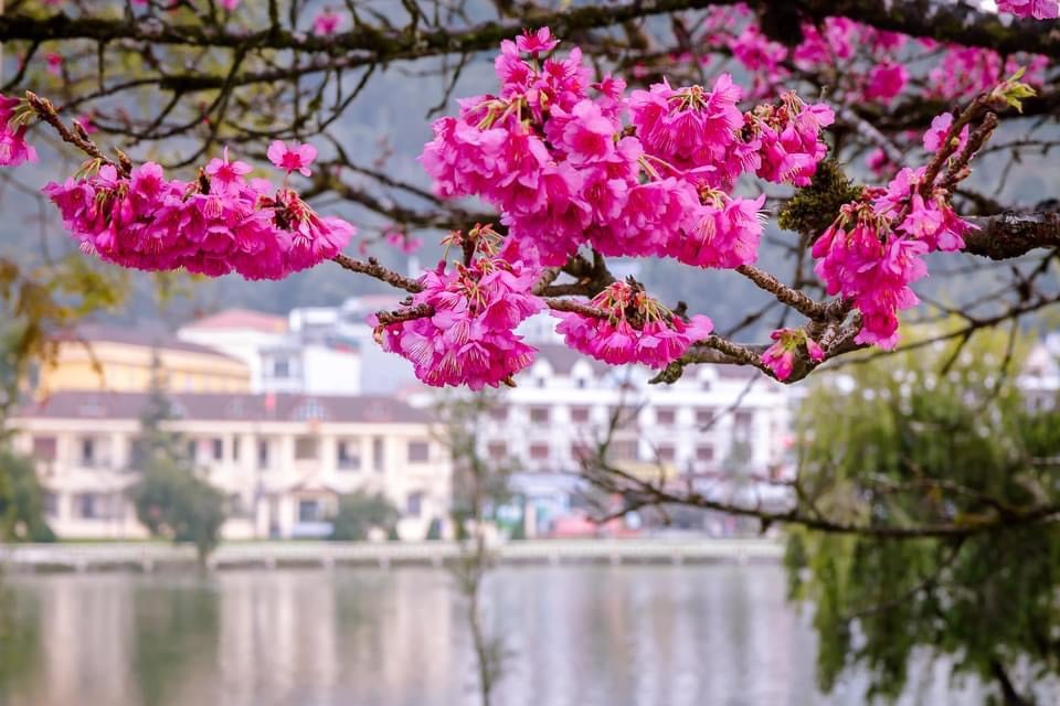 KINH NGHIỆM DU LICH SAPA TẾT NGUYÊN ĐÁN